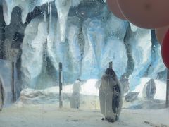 -帝企鹅自助餐厅•儿童岛•真企鹅(长隆企鹅酒店)