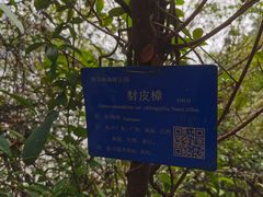 -羚羊峡古栈道森林公园