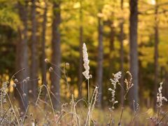 -塞罕坝国家级自然保护区