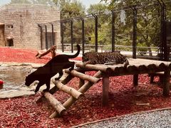 -北京野生动物园