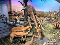 -国家自然博物馆