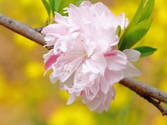 -南汇桃花村