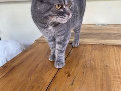 -猫小院猫主题餐厅(南锣旗舰店)