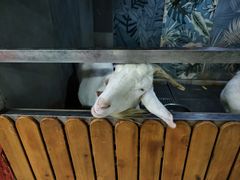 -上海大自然野生昆虫馆(东方明珠·爬宠昆虫探索中心)