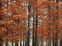 -白鹭湾湿地公园