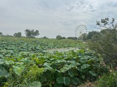 -白洋淀景区