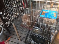 -万源龙顺度假庄园生态观光园