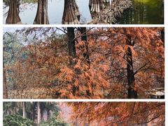 -中国科学院华南植物园