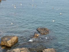 -青岛石老人海水浴场