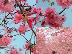 -天适樱花悠乐园