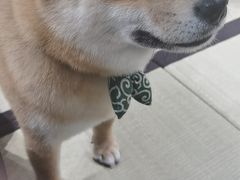-逗柴咖啡屋·狗咖猫咖宠物桌游