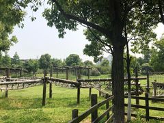 -田园东方蜜桃村的田野营地