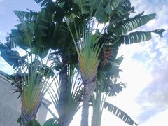 -品德宏·孔雀宴的发源地(金塔园店)