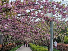 -高东镇樱花园