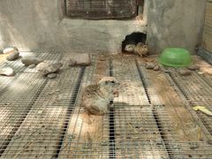 -北京鹿世界主题园