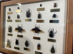 -上海昆虫博物馆