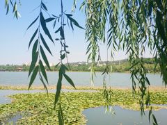 -洛龙公园