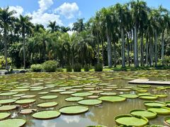 -中国科学院西双版纳热带植物园
