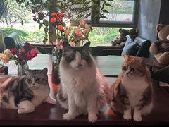 -咖法森林·咖啡  酒吧(天河店)