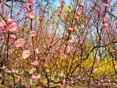 -奥林匹克森林公园北园-停车场