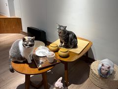 -有猫主题·治愈系猫咖(曾厝垵店)