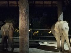-清迈夜间动物园