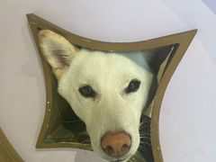 -柴务处·柴犬主题狗咖