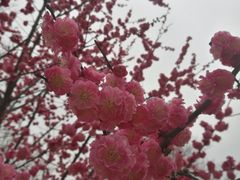 -秀丽东方