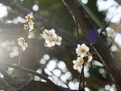 -荔枝公园(福田区)