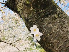 -武汉大学-樱园