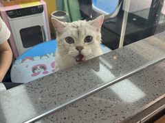 -贝贝宠物乐园(常青花园店)