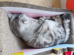 -Catmate·猫肥家润(金润铂宫店)