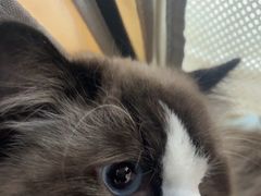 -纳吉亚猫专科动物诊疗中心(蒋宅口分院)