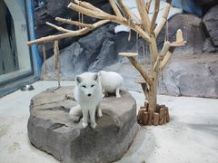 -海合安青岛极地海洋公园