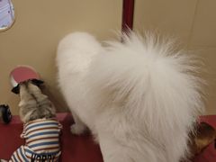 -和它·交个朋友·狗咖猫咖(爱琴海店)
