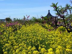 android_upload_pic-南汇桃花村