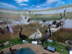 -郑州自然博物馆(惠济区)