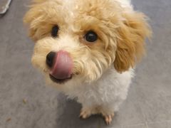 -有喵·猫咖·狗咖·40+猫狗有小奶狗(岗厦店)