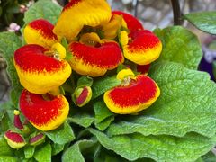 -循礼门鲜花花市(武汉循礼门店)