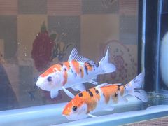 -粗粮人家·东北菜(洋桥店)