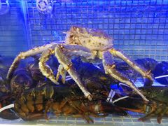 -东方御宴海鲜酒楼(棕泉酒店)