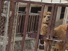 -石家庄市动物园