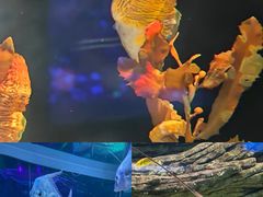 -欢乐海岸海洋奇梦馆