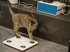 -创凡宠物医院·骨专科  猫科中心(西乡分院)