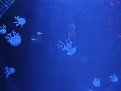 -厦门海底世界