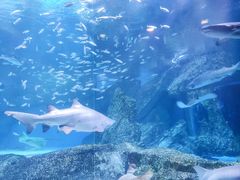 -海合安成都极地海洋公园