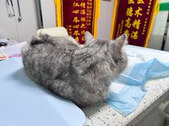 -半岛宠物医院24小时(科华中路店)