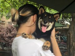 -柴犬高等学院·狗咖·柴犬售卖·宠物训练