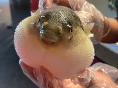 -肆月河豚·新淮扬菜·烤鸭(中关村店)