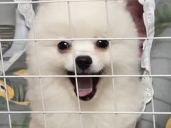 -唐小姐の猫狗洗护·购宠旗舰店(周浦万达店)